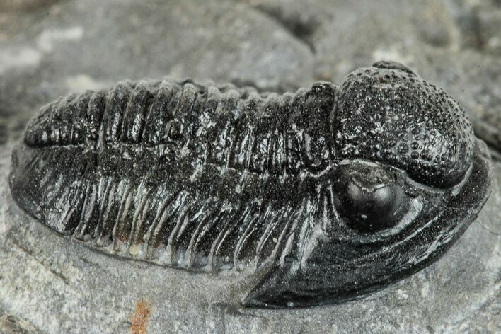Detailed Gerastos Trilobite Fossil - Morocco #271889